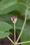 Maroon Carolina milkvine